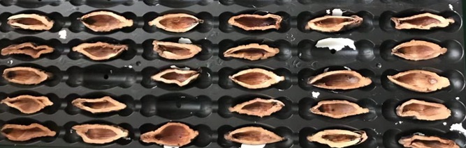 檳榔口味是如何利用高新技術(shù)加工的？